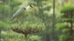 Gentle Rain Relaxation_ Soothing Music for Stress Relief and...