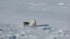 Пес не дал белому медведю пройти на российскую полярную стан...