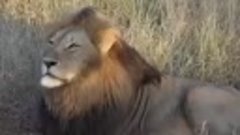 Nguvu Roaring _ Othawa Male Lion(360P).mp4
