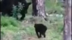 Русский кот против русского медведя