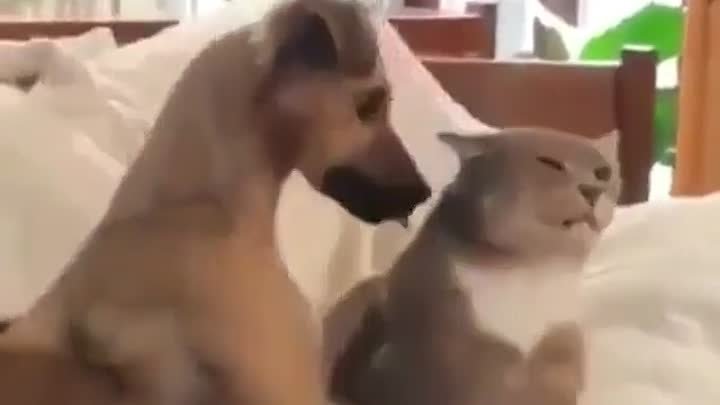 Собакен гладит кота