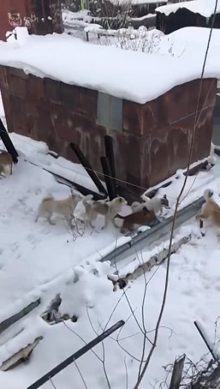 Якутск, одна из собачьих свадеб