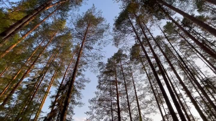 Прогулка на красивом берегу реки Белая холуницы 