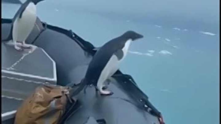 🐧 Пингвины в лодке