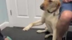 Ветеринар осмотрел пса, добившись его доверия