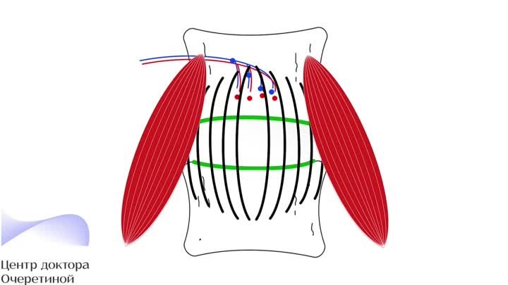 Строение межпозвонкового диска - Центр доктора Очеретиной
