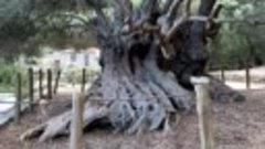 Оливковое дерево возрастом около 3000 лет недалеко от Кавуси...