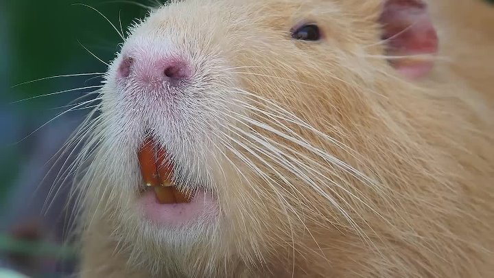 Нутрия зубы фото Нутрия зубы фото