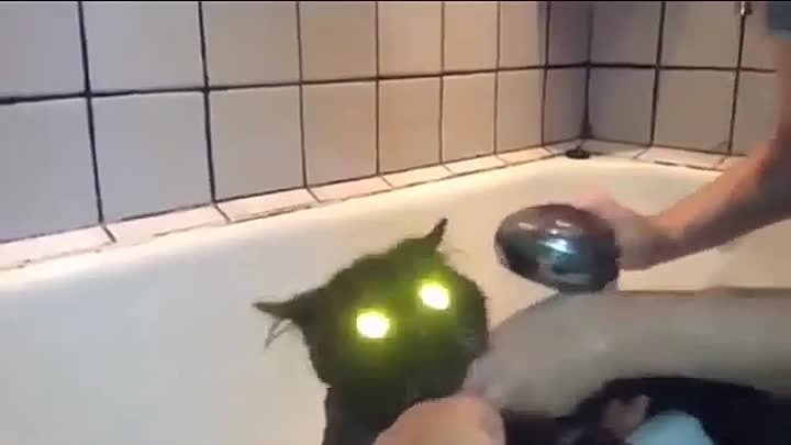 Мем с котом я быыык Мем с котом я быыык