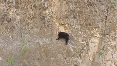 Rock Climbing Bears