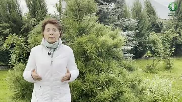 Внимание! Слепые побеги. Питомник 🌹 и 🌲 Е. Иващенко