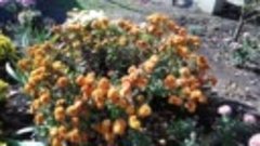 Осенний вальс хризантем