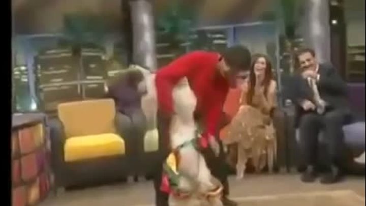 Собака танцует индийский танец! Вот это да!!!