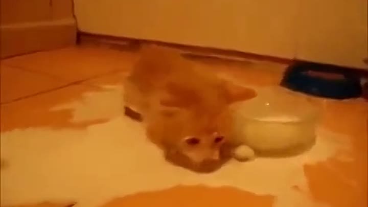 Котенок плавает в молоке