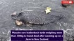 В Новой-Зеландий на берег выбросило мертвую черепаху весом 2...