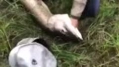 Новосибирец поймал гигантскую щуку в Оби Денис Дубровкин рас...