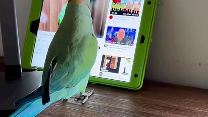 У попугая свои любимые каналы