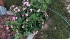 Почвопокровные розы моего сада. Обзор сортов. Самые неприхот...