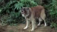 Land of the Giants S02E08 Every Dog Needs a Boy