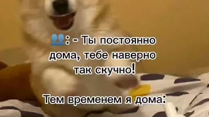 Общение человека с милой собачкой с ПЕРЕВОДОМ🤣🤣