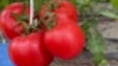 НОВИНКА! ТОМАТ РУМЯНЫЙ ШАР #томат #урожай