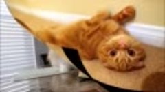 Смотреть -Кот ошеломлен Cat stunned- или скачать бесплатно