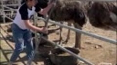 Как работают на страусиной ферме