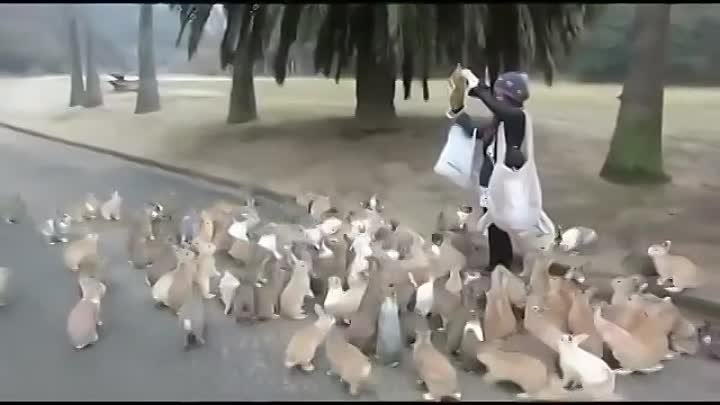 Девушка кормит сотни кроликов