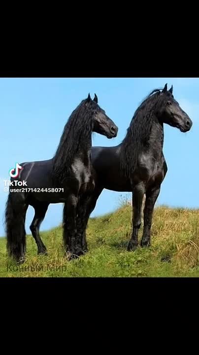 К чему снится лошадь женщине черная. Чёрная лошадь во сне к чему снится женщине. К чему снится черная лошадь. Увидеть во сне черную лошадь.