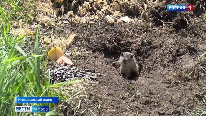 В Воронинском заповеднике появился крапчатый суслик Вести Тамбов