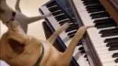 كلب بيانو