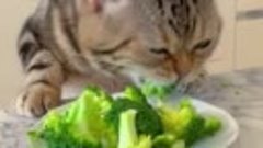 Этот котик любит овощи