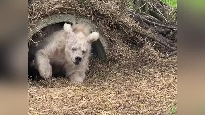 Медведь после спячки фото Медведь после спячки фото