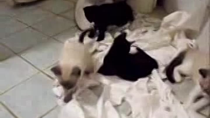 Котята и туалетная бумага