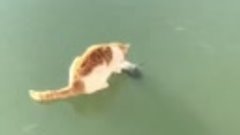 Кот ловит рыбу 