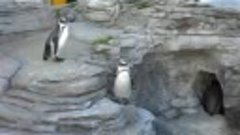 Голос пингвина. Океанариум. Германия, Штральзунд.