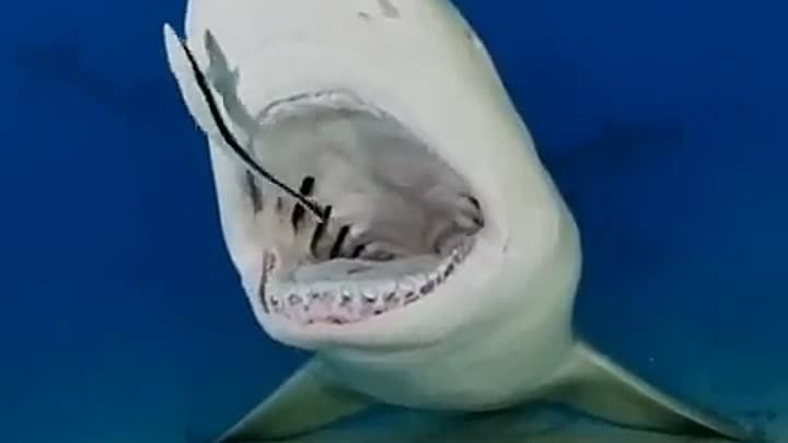 Лимонной акуле чистят зубы