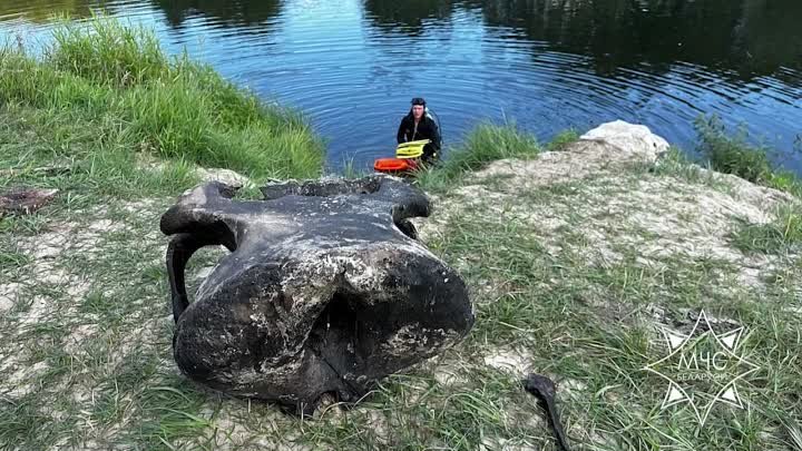 Мамонт в Гомеле