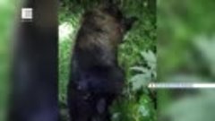 В Енисейском районе медведь забрался на пасеку и съел почти ...