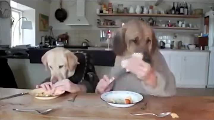 Собаки обедают за столом