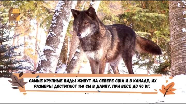 Факты о волках