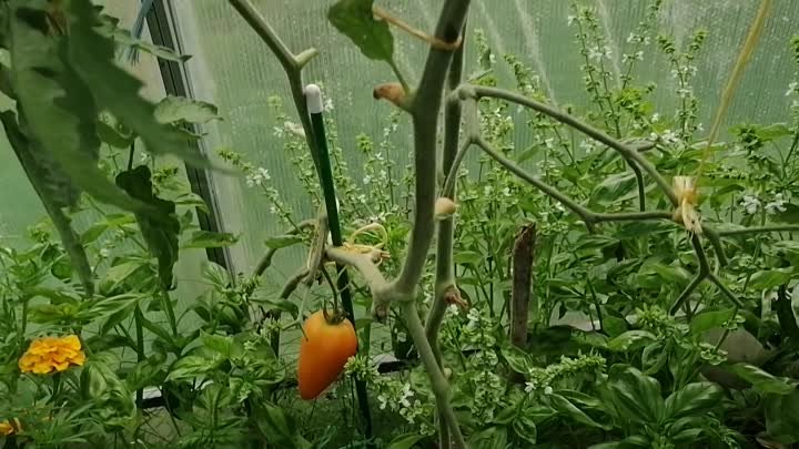 Гибрид томата Золотой гребешок F1 от Гавриша. Обзор урожая