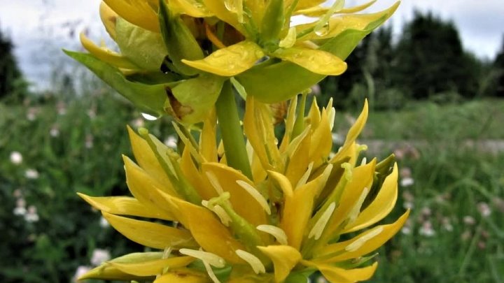 Горечавка желтая фото Горечавка желтая фото