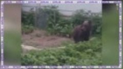Медведь ворует клубнику с огорода