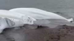 На Камчатке неравнодушные рыбаки спасли семью белух, оказавш...
