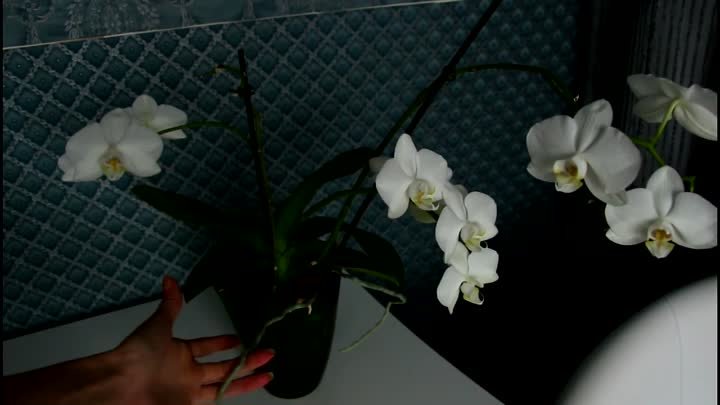 Как заставить орхидею обильно цвести-)