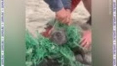 Люди спасли двух тюленят