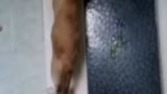 Кот пытается открыть нагло дверь смотреть