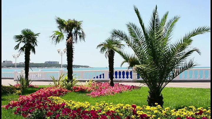 Пальма ул мира 3 село кабардинка фото Пальма ул мира 3 село кабардинка фото