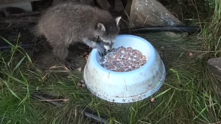 Енот пьет молоко, ныряя в миску с головой